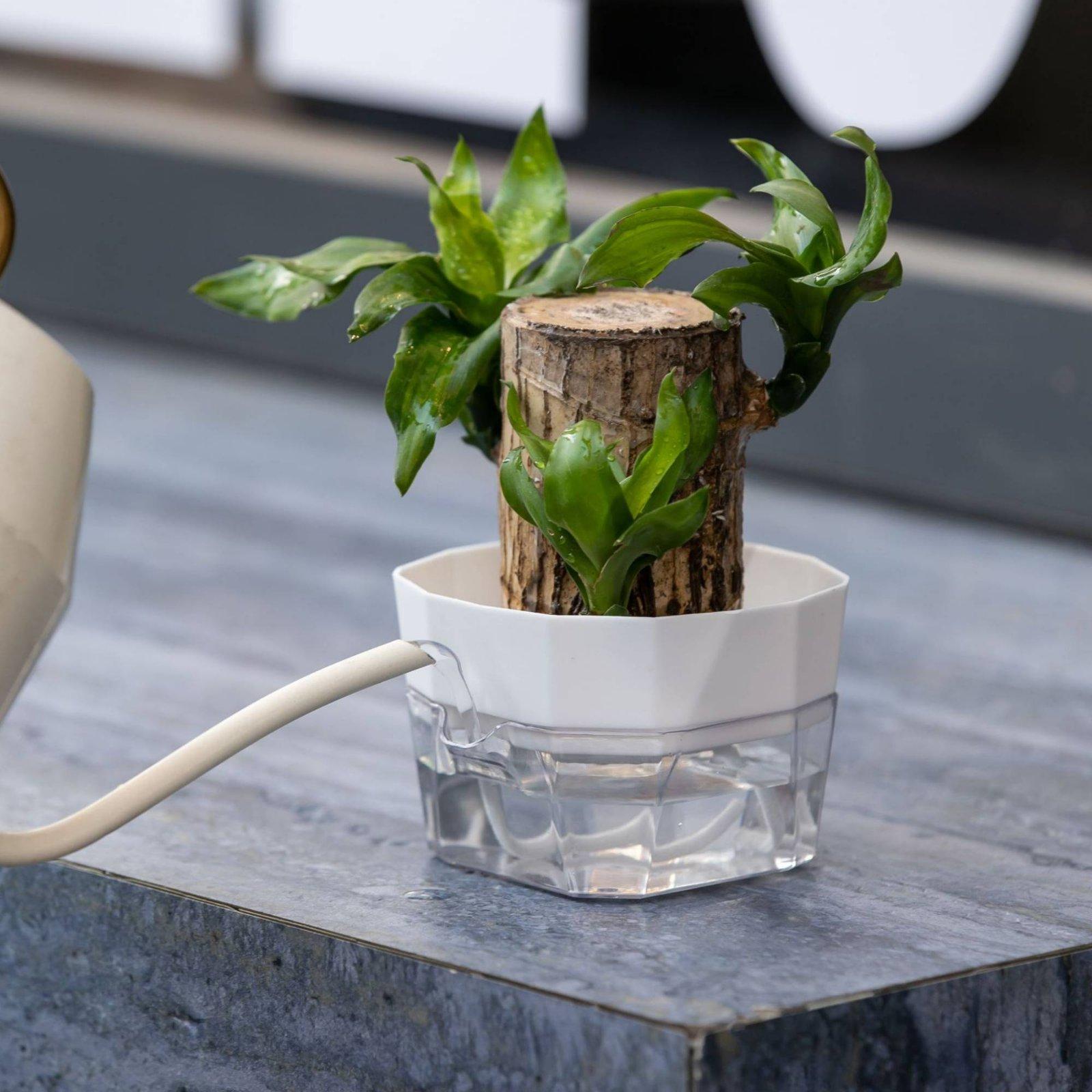 Hidroponik Vazo İki Katmanlı K - Vase Decor incelemesi ve fiyatı